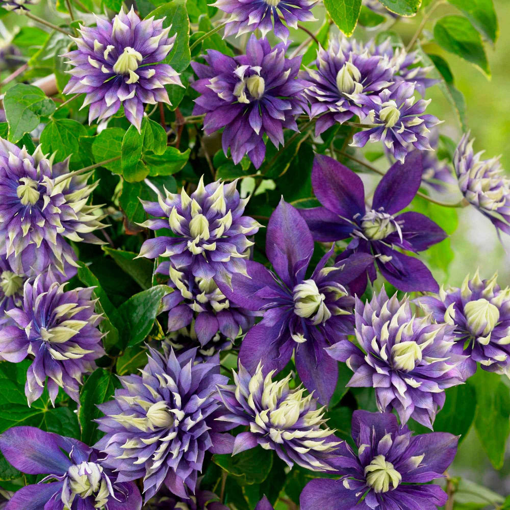Sitemapcdatahttpsfedykniqoocomplanter 2 Clematites Ensemblenull