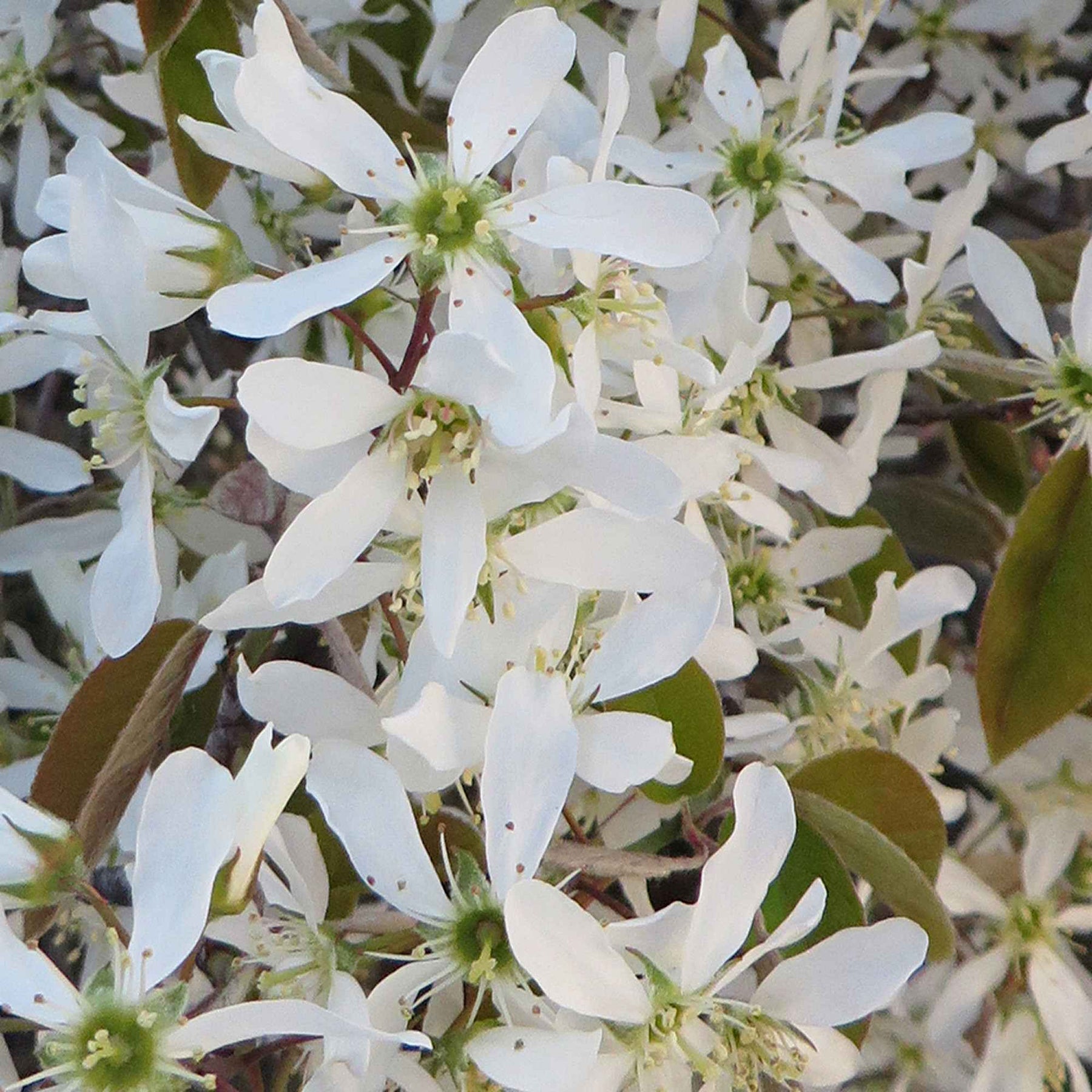 Vente Amelanchier lamarckii - Amélanchier de Lamarck