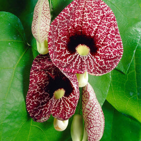 Aristolochia macrophylla - Aristoloche - Plantes grimpantes