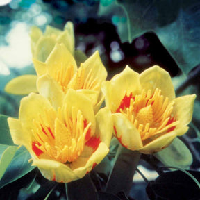 Tulipier de Virginie - Liriodendron tulipifera danny - Plantes
