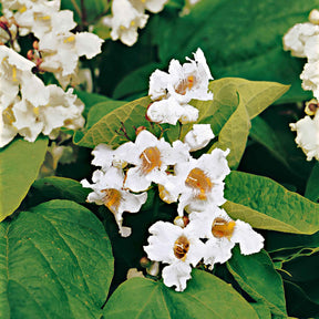 Catalpa - Catalpa bignonioides - Catalpa bignonioides