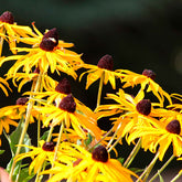 Rudbeckia Goldsturm - Willemse