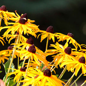 Rudbeckia Goldsturm - Willemse