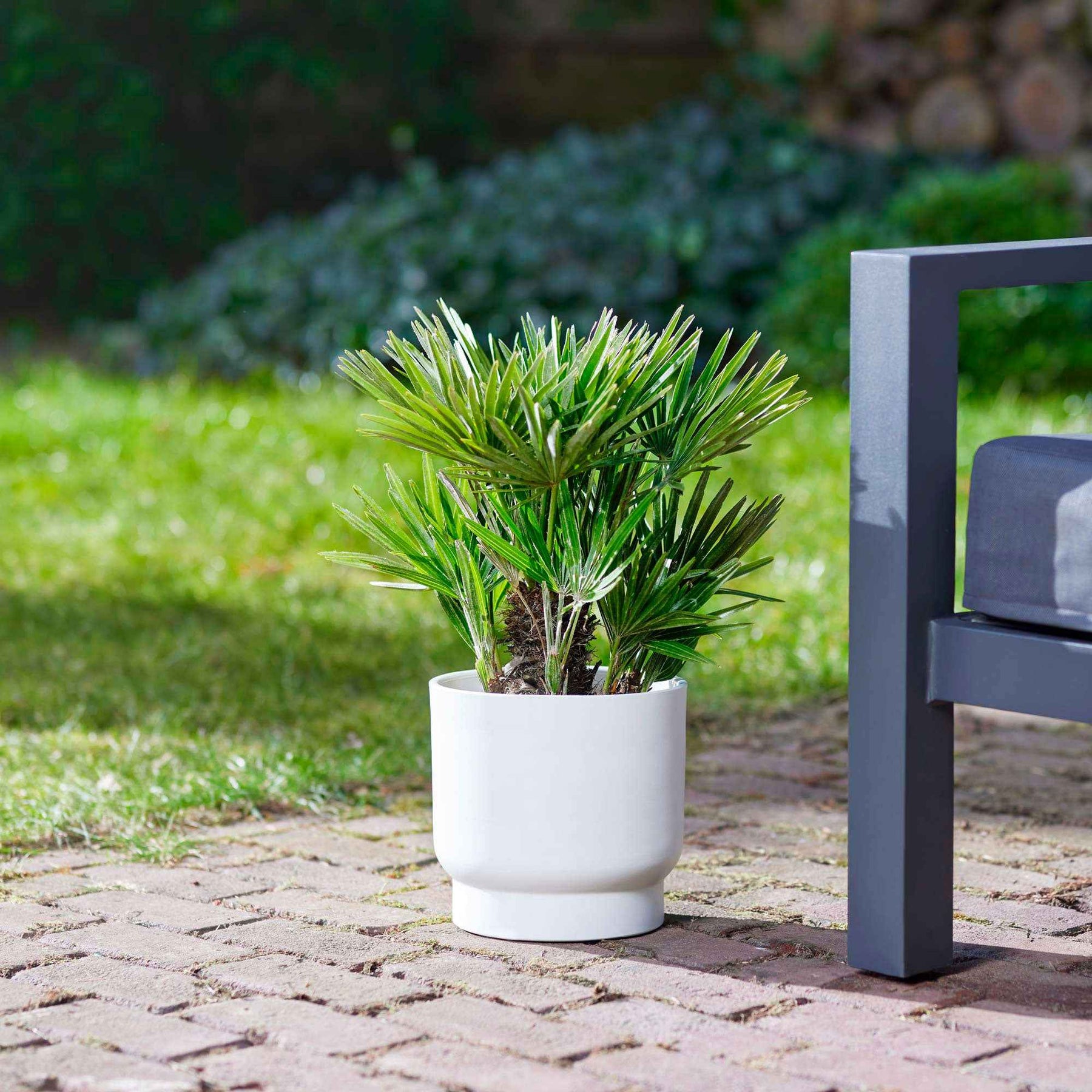 Palmier nain de Méditerranée - Palmier - Willemse