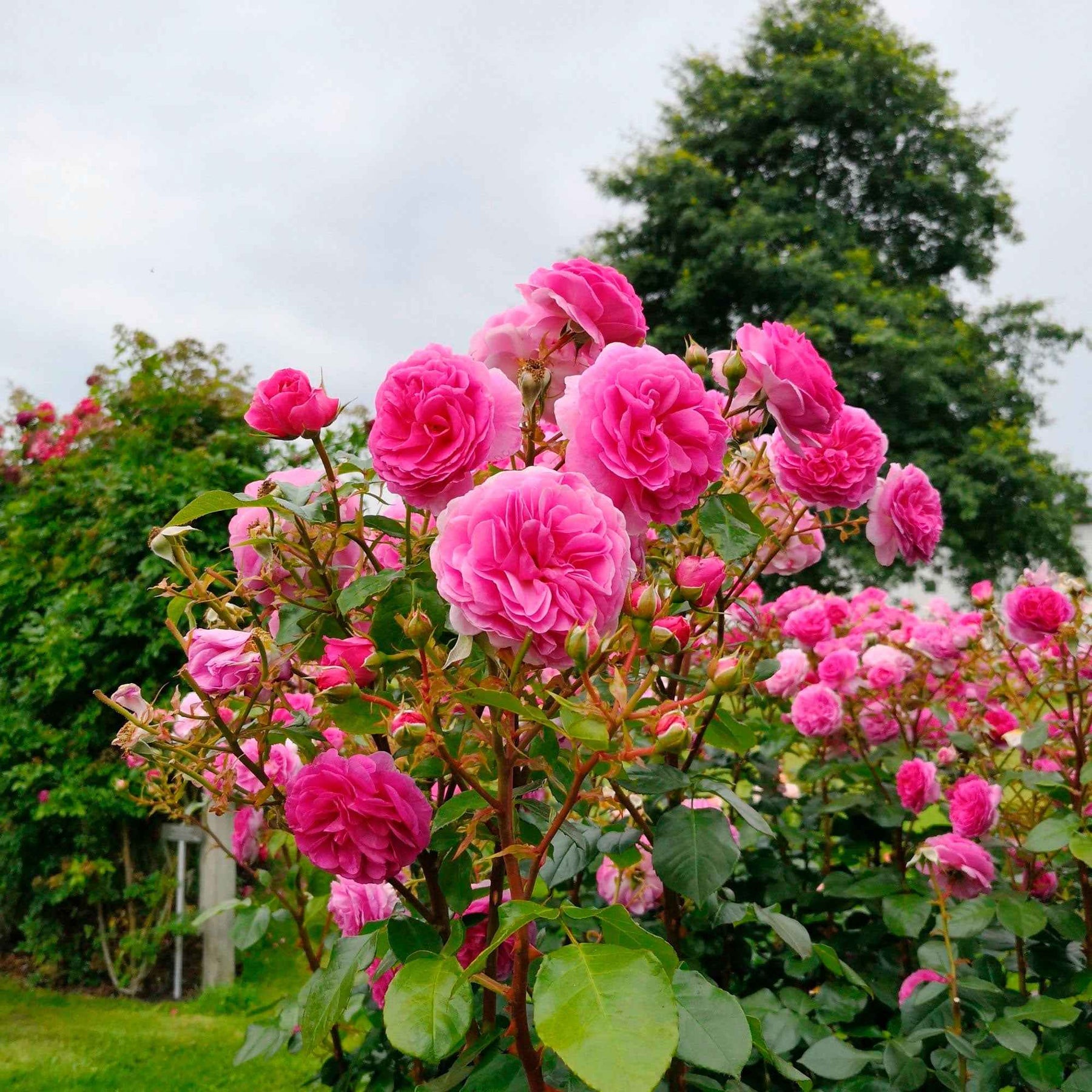 Rosa ozeana ® - Rosier grimpant Ozeana ® - Rosiers grimpants
