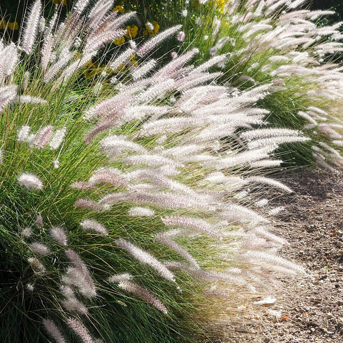 Herbe aux écouvillons d'Orient Fairy Tails - Pennisetum - Pennisetum orientale Fairy Tails - Willemse