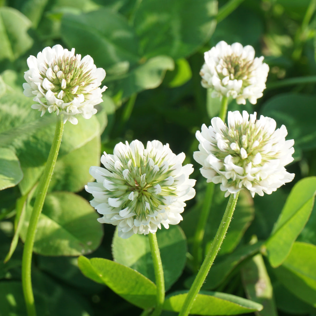 Trefle Blanc Mrs Seeds