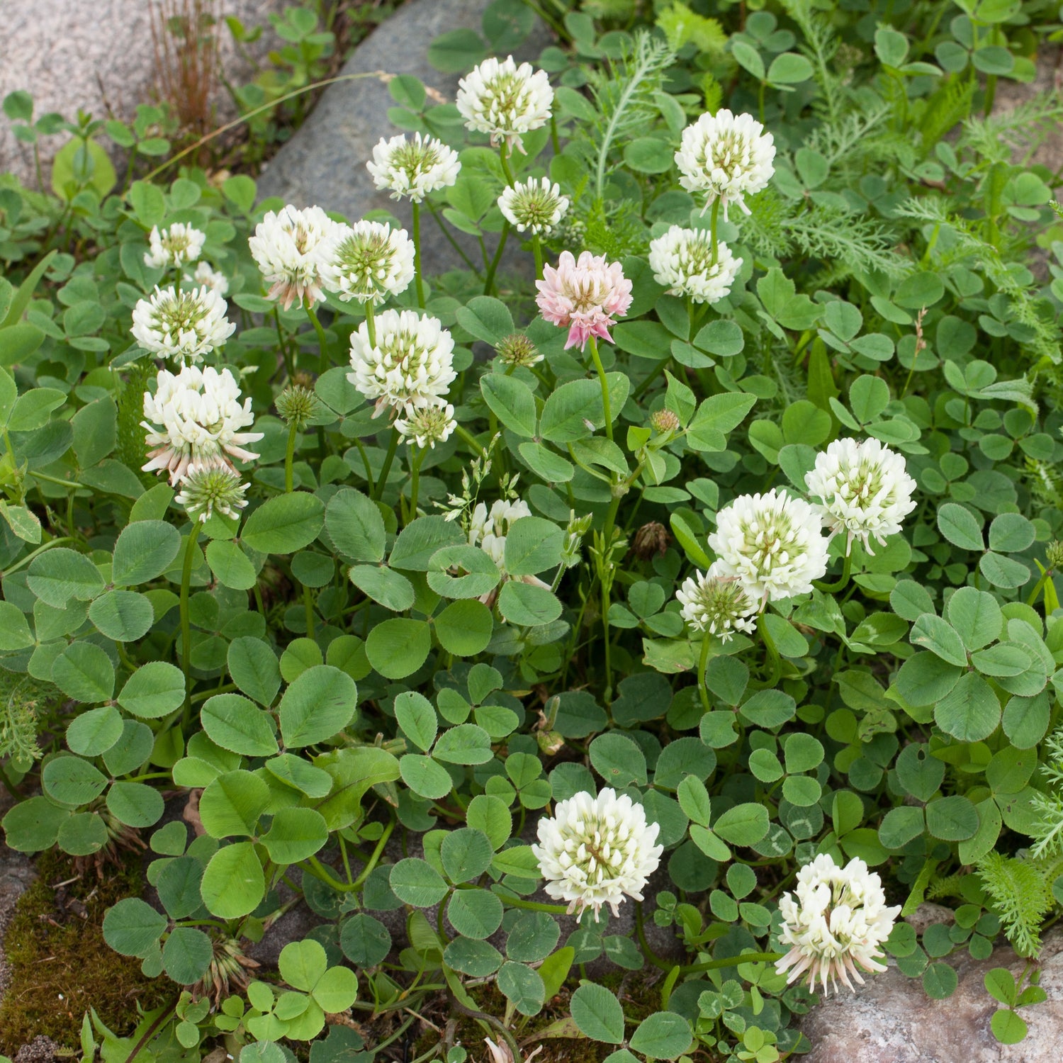Graines Trèfle blanc nain - Trifolium repens