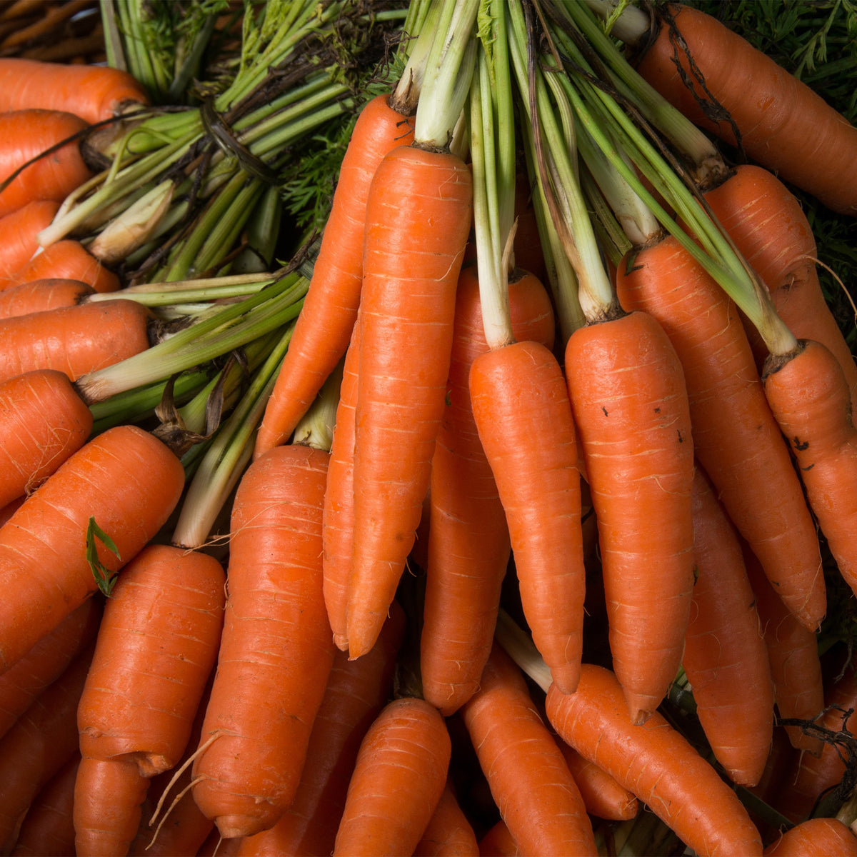 Carotte Longue lisse de Meaux - Daucus carota longue lisse de meaux (30 g) - Graines de fruits et légumes