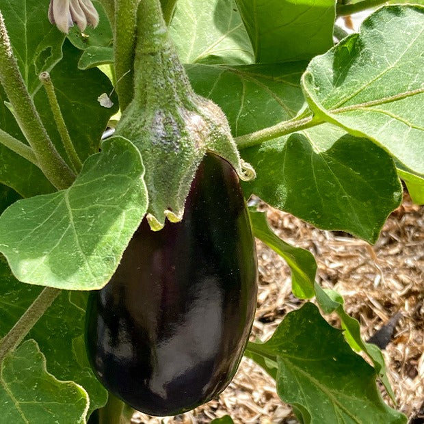 Aubergine Bonica F1 - Solanum melongena bonica f1 - Potager