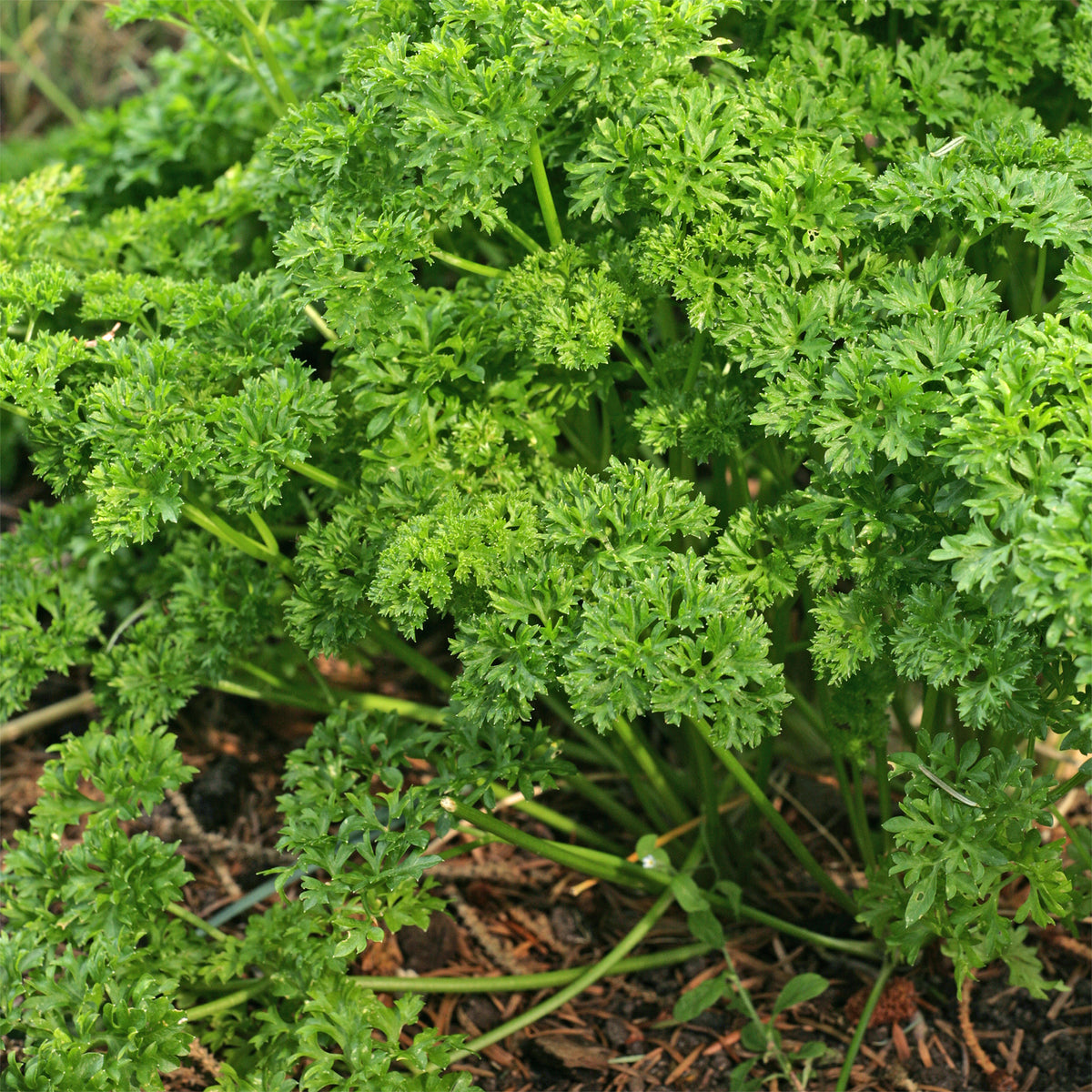Persil frisé Bravour - Petroselinum crispum Bravour - Willemse