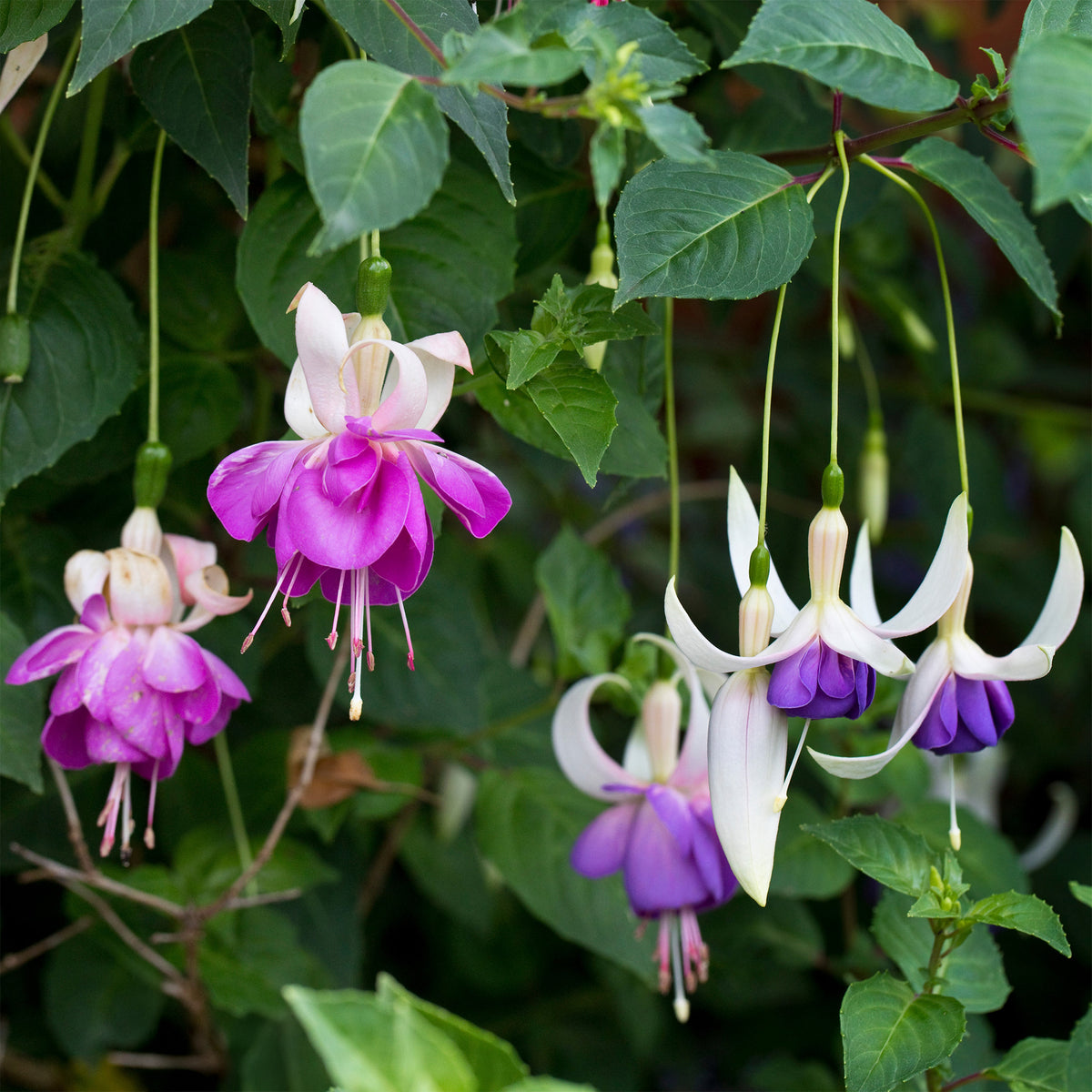 3 Fuchsias résistants au gel Blue Sarah - Fuchsia blue sarah - Willemse