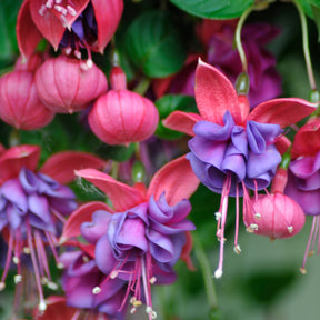 3 Fuchsias retombants Dark Eyes - Willemse