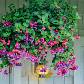 Fuchsia dark eyes - 3 Fuchsias retombants Dark Eyes - Fuchsia