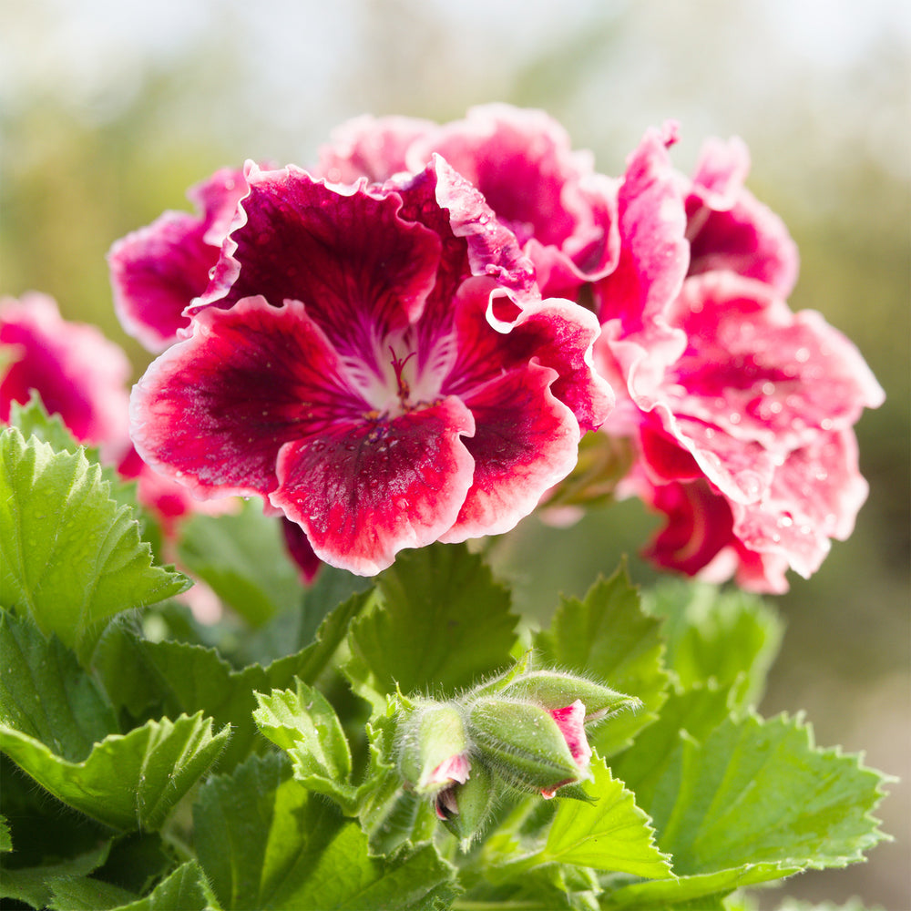 Géranium zonale rouge - Pelargonium zonale