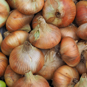 Bulbes d'oignons - Collection de 3 Oignons: Snowball, Stuttgart, Brunswick - Allium cepa snowball, stuttgart, brunswick