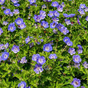 Vente Géranium vivace bleu de l'Himalaya