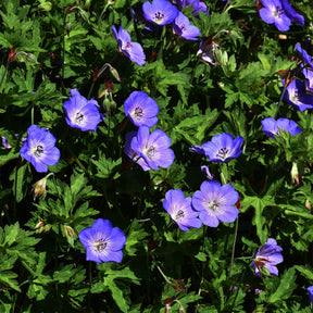 Géranium vivace bleu de l'Himalaya - Géraniums vivaces - Willemse