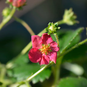 3 Fraisiers remontants à fleurs roses Toscana - Fragaria x ananassa toscana
