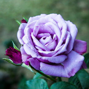 Rosier buisson violet - Rosa - Rosiers arbustifs