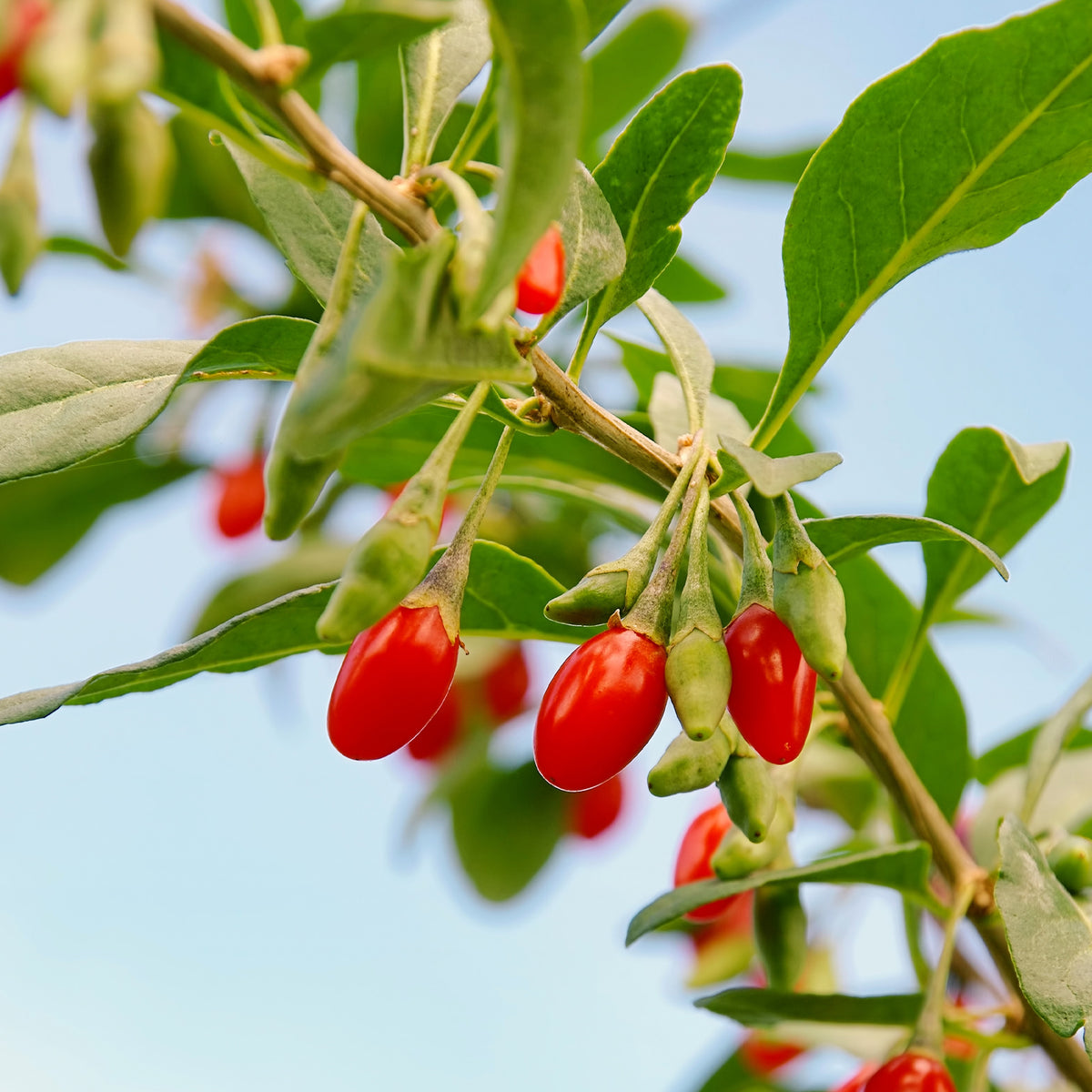Baie de Goji - Willemse
