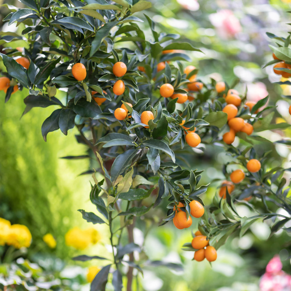 Arbre manguier | Achat, Vente en ligne - Willemse