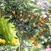 Plant In A Box - Lot De 2 Kumquats Citrus Microcarpa Fortunella - Citronnier Kumquat Rustique - Pot 19cm - Hauteur 50-60cm