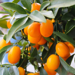Kumquat - Fortunella margarita