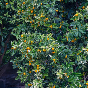 Kumquat - Fortunella margarita