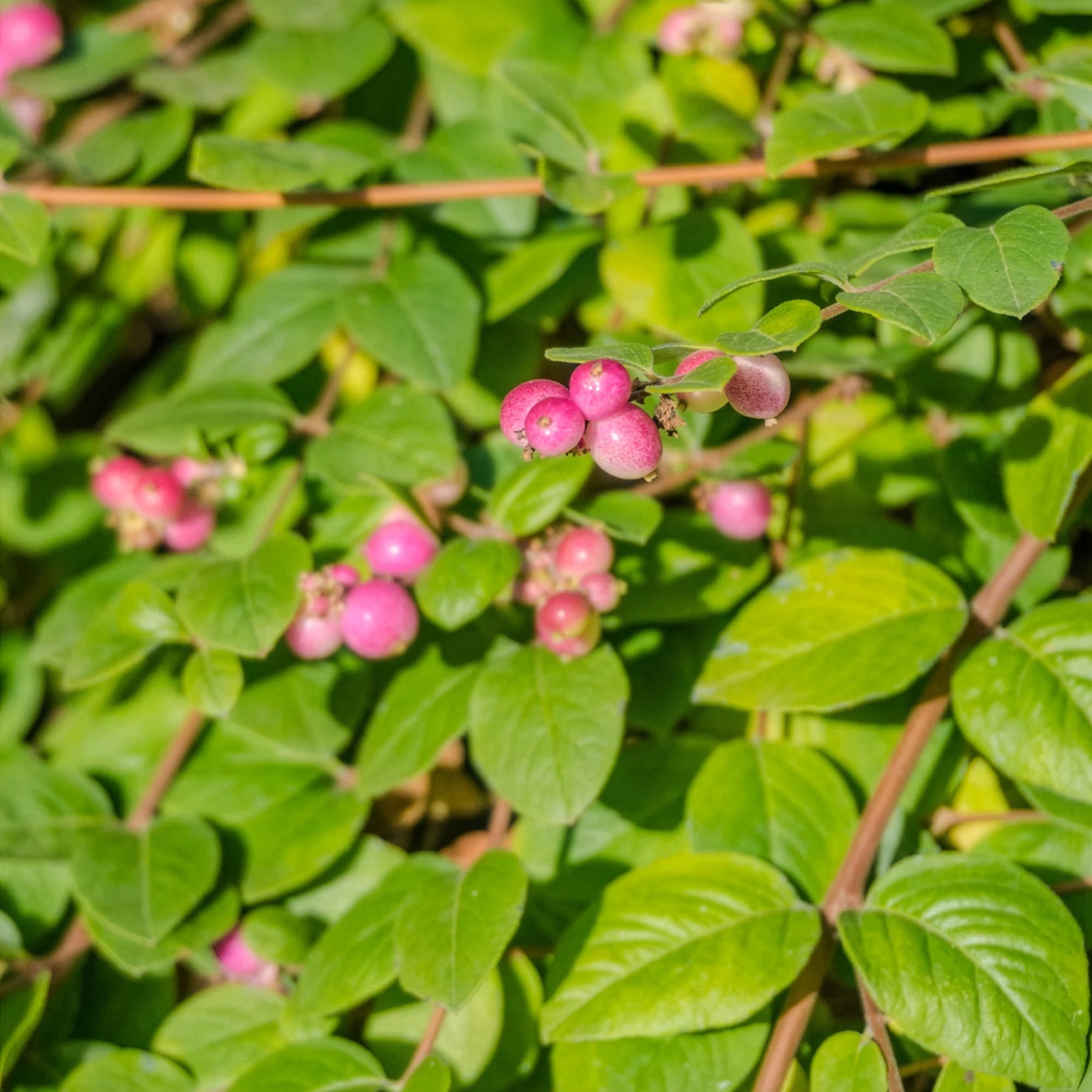 Collections d'arbustes - Collection Haie aux oiseaux - Cotoneaster franchetii, Amelanchier lamarckii, Euonymus europaeus, Symphoricarpos doorenbosii