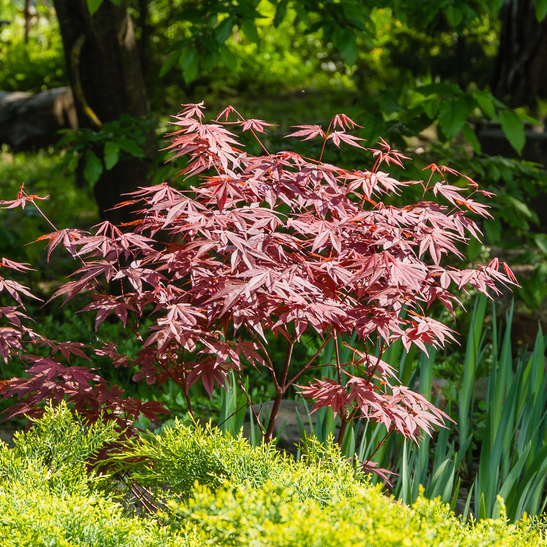 Erable pourpre du Japon - Acer palmatum Atropurpureum