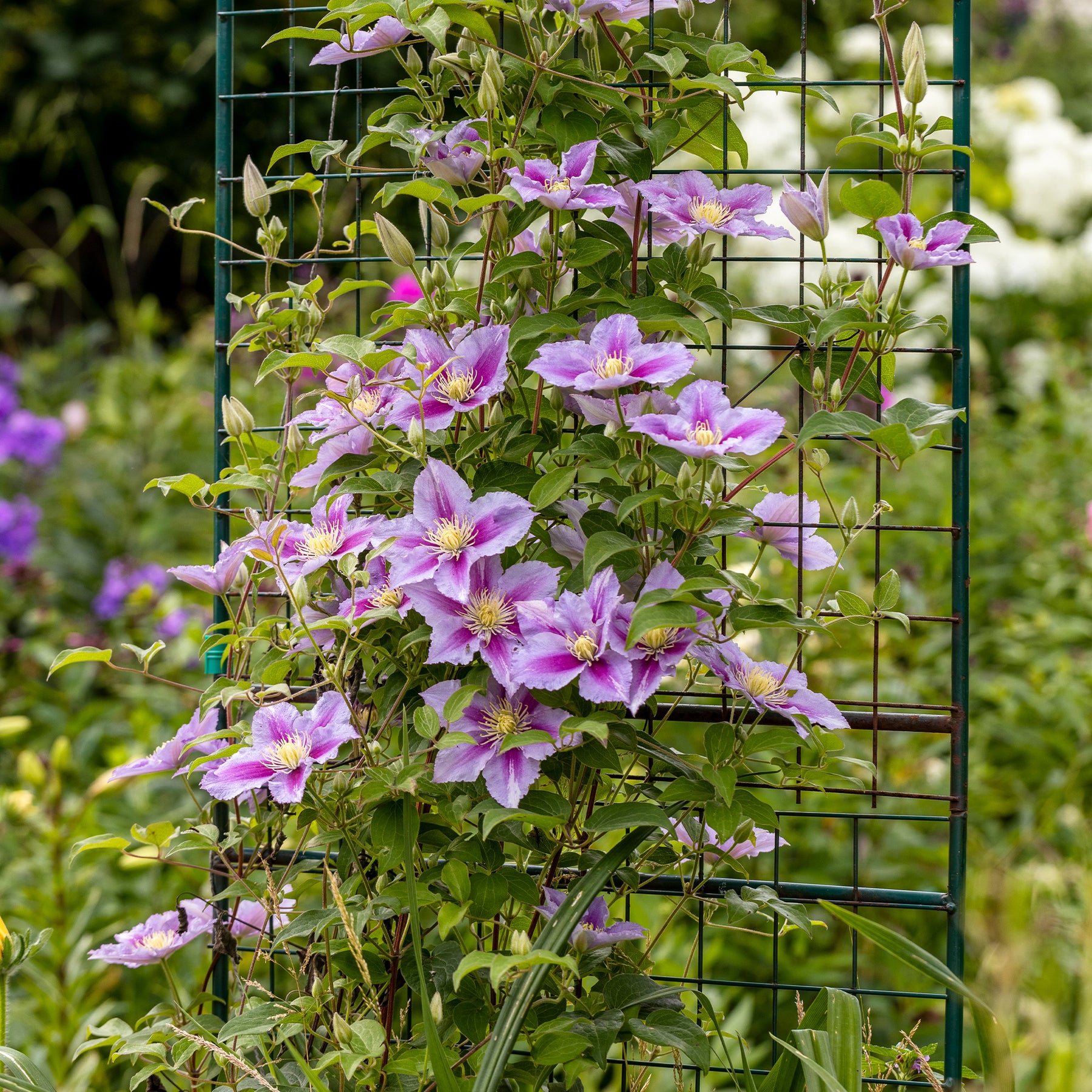 Collection de 3 grimpantes : chèvrefeuille, clématite, vigne vierge - Lonicera heckrottii American Beauty, Clematis patens Piilu, Parthenocissus tricuspidata Veitchii - Willemse