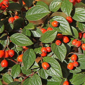 Collection Haie aux oiseaux - Cotoneaster franchetii, Amelanchier lamarckii, Euonymus europaeus, Symphoricarpos doorenbosii - Willemse
