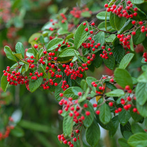 Cotoneaster Lacteus - Willemse