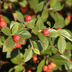 Cotoneaster franchetii - Cotoneaster franchetii - Cotonéaster