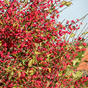 Vente Collection Haie aux oiseaux - Cotoneaster franchetii, Amelanchier lamarckii, Euonymus europaeus, Symphoricarpos doorenbosii