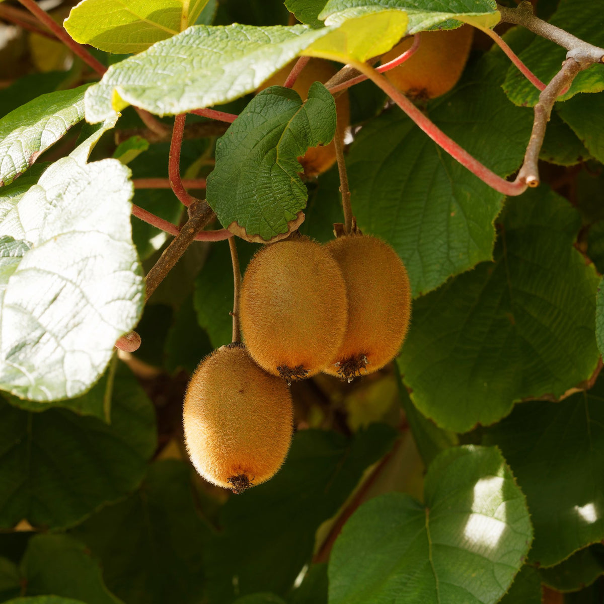 Kiwi autofertile Solissimo Renact - Actinidia deliciosa solissimo ® ‘renact’ - Fruitiers Arbres et arbustes