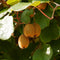 Actinidia deliciosa 'Solissimo' ® (kiwi autofertile) fruits verts sucrés Actinidia deliciosa 'Solissimo' ® (kiwi autofertile) fruits verts sucrés