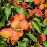Abricotier Pêche De Nancy - Willemse