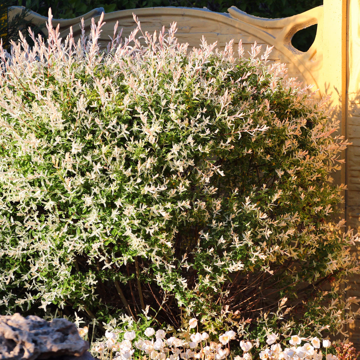 Saule crevette en buisson - Salix integra hakuro nishiki - Plantes