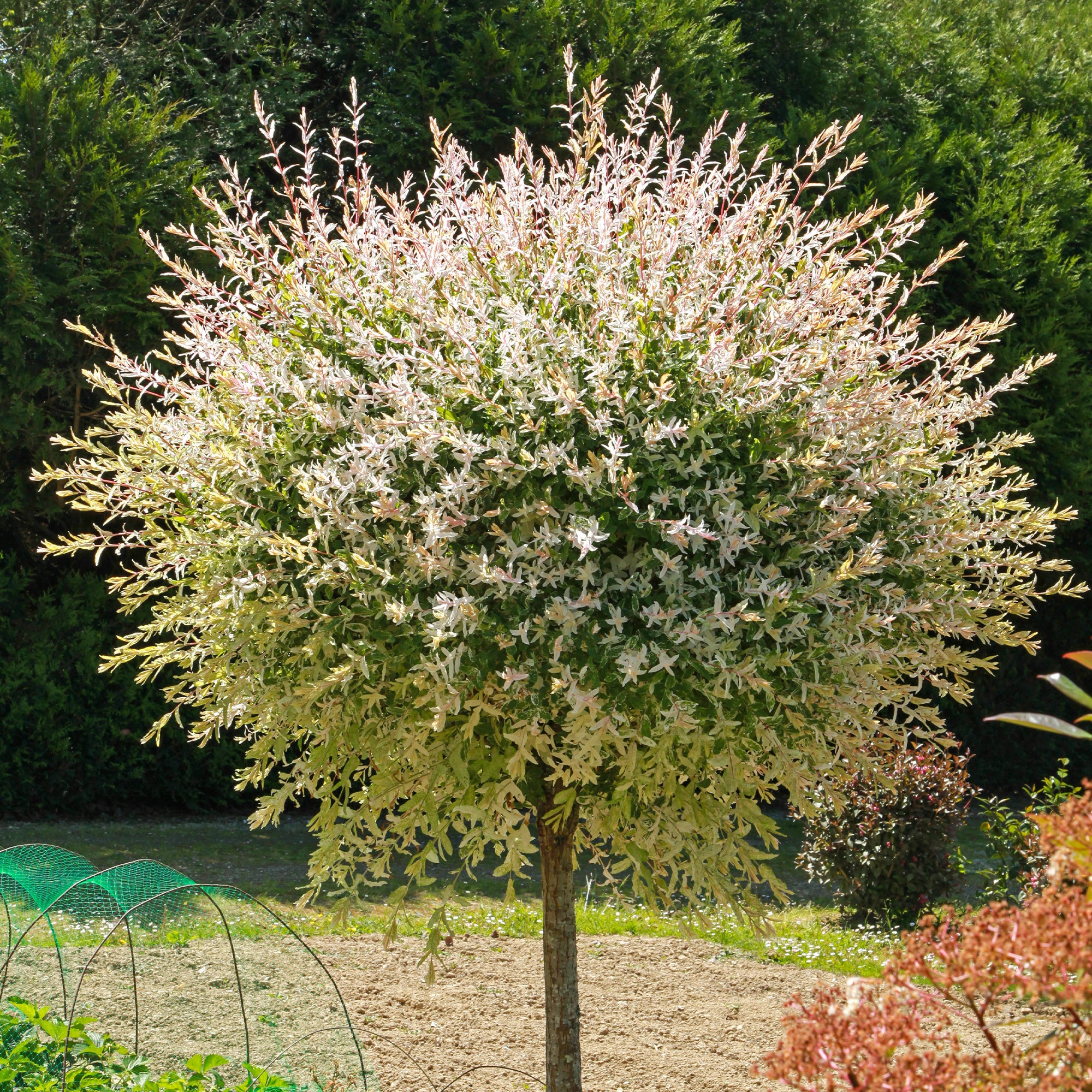 Saule Crevette Sur Tige Salix Integra Hakuro Nishiki saule-crevette-sur-tige-salix-integra-hakuro-nishiki
