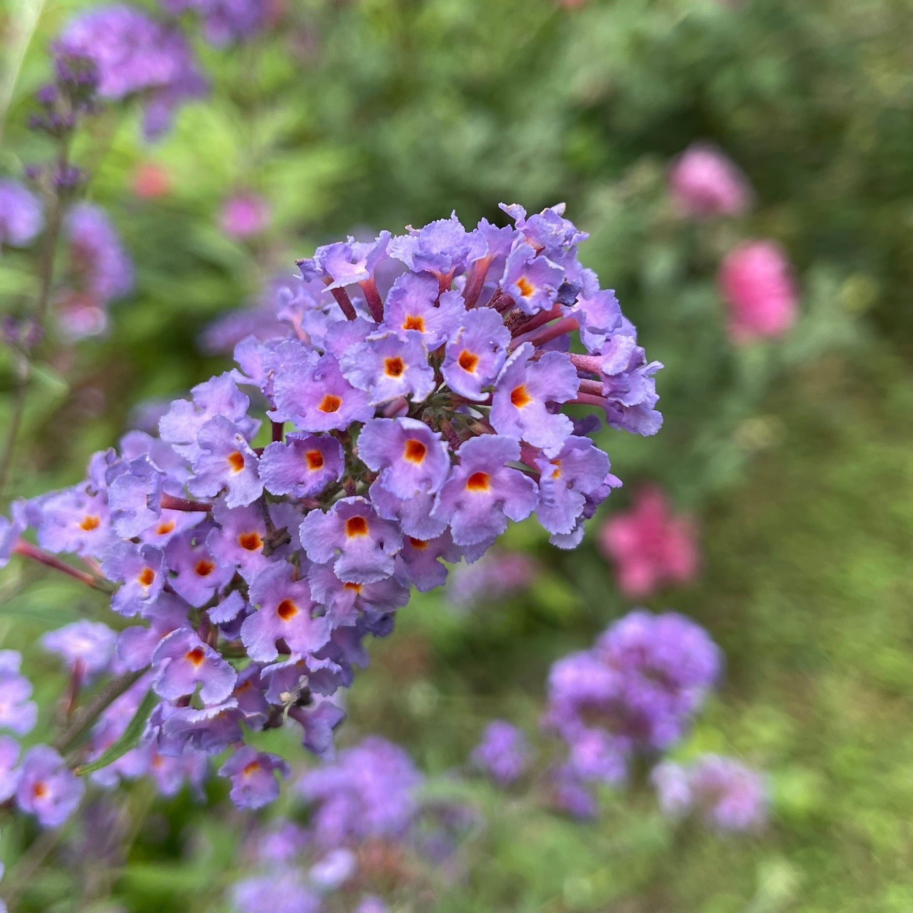 Arbre à papillons Dreaming Lavender - Buddleja dreaming lavender