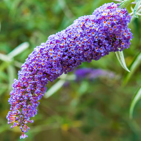 Arbre à papillons Dreaming Lavender - Buddleja dreaming lavender