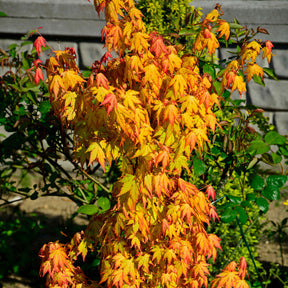 Acer palmatum orange dream - Erable du Japon Rêve orange - Erable du Japon