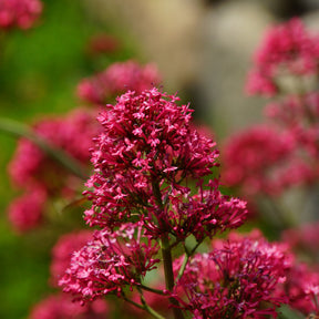 Valériane - Valériane rouge - Centranthus ruber coccineus