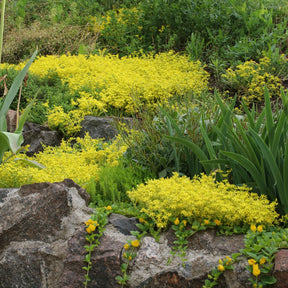 Thymus serphyllum, Sedum acre , Sedum spurium - 3 Vivaces tapissantes  - Collections de vivaces