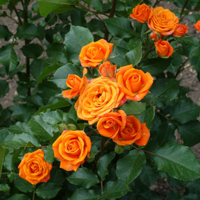 Rosier buisson orange