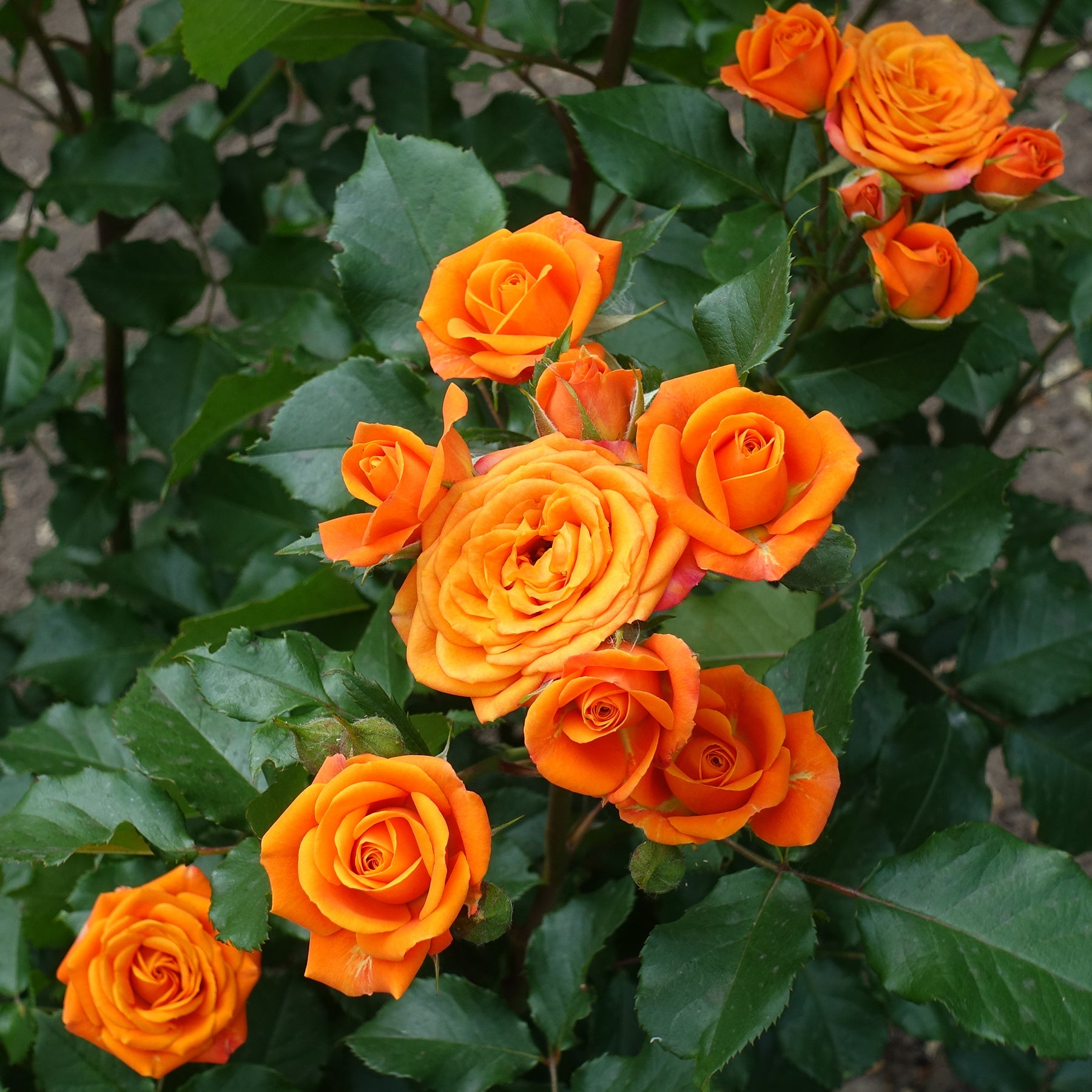Rosier buisson orange