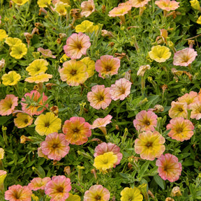Petunia cascadias Indian Summer - 3 Pétunias retombants jaunes roses - Pétunias