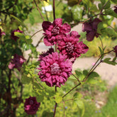 Clématite double pourpre - Willemse